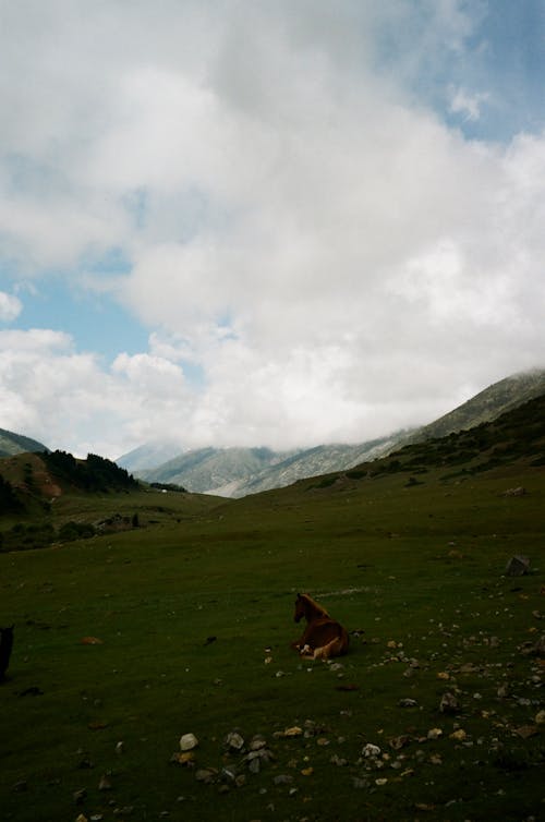 Horse Lying on Mountain Pasture