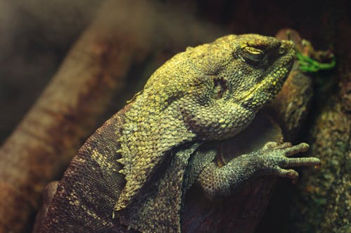 Yakın çekim İguana Fotoğrafı