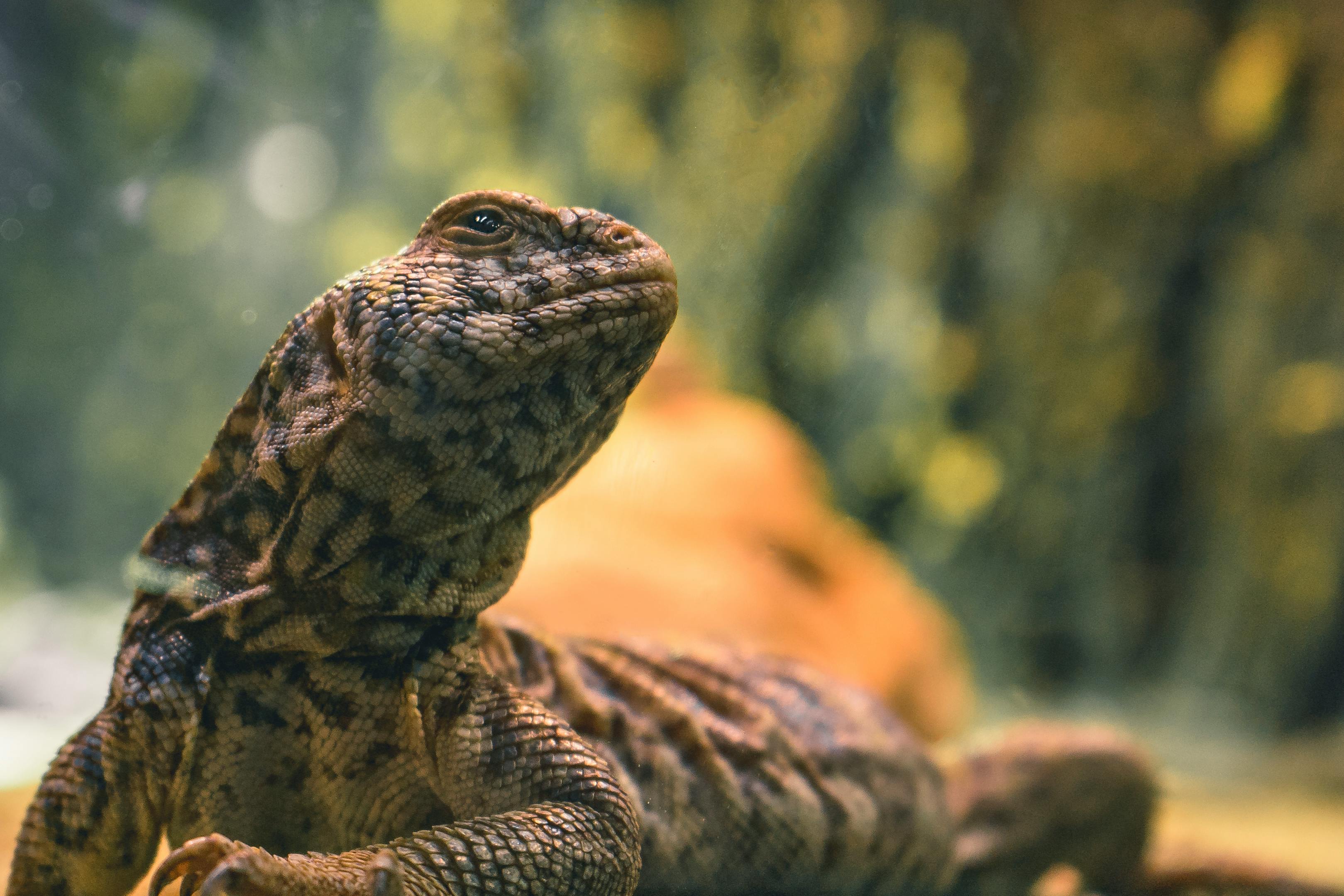 closeup-photo-of-anaconda-free-stock-photo