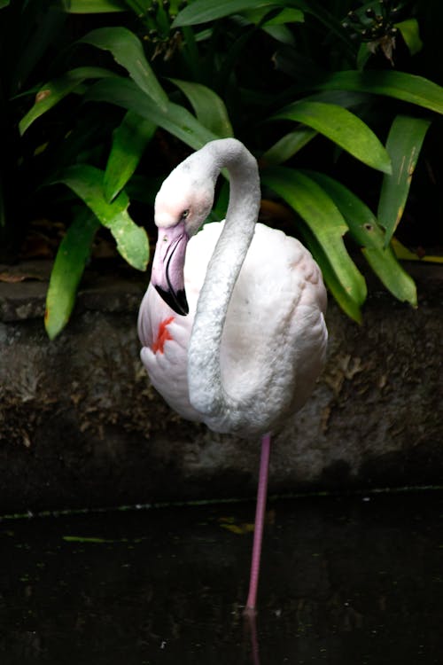 Gratis lagerfoto af flamingo, fugl, pink flamingo
