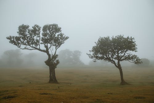 View of Trees on a Foggy Field 
