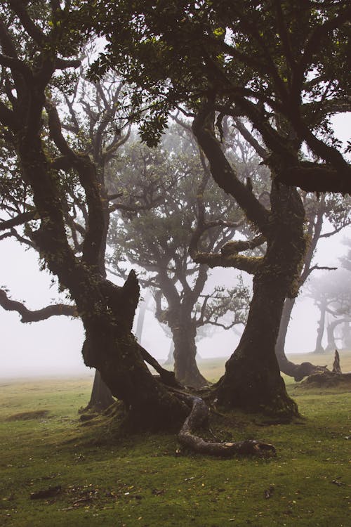 Darmowe zdjęcie z galerii z drzewa, las, mgła
