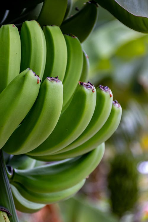 Immagine gratuita di banana, banano, crescendo