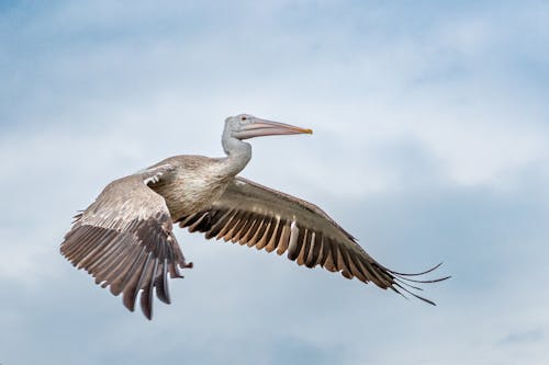 Pelican Flying in the Sky 