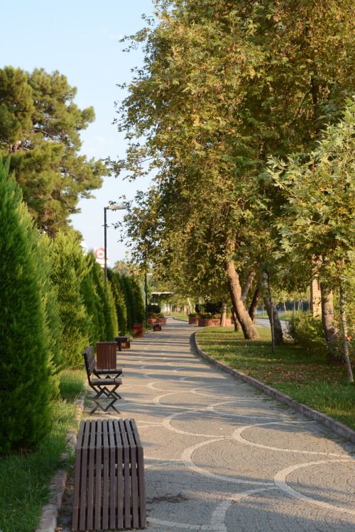 Free Peaceful tree-lined park pathway with benches on a sunny day. Stock Photo