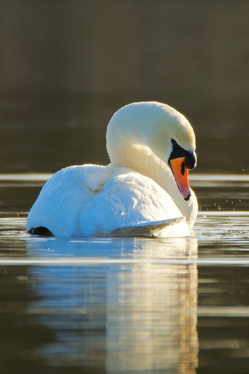 Foto d'estoc gratuïta de aigua, au, cigne