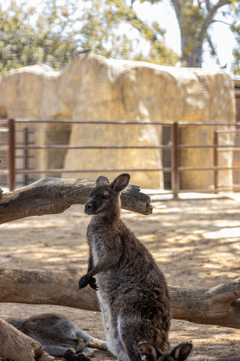 Western Gray Kangaroo resting under tree with rocky enclosure in background at a zoo.