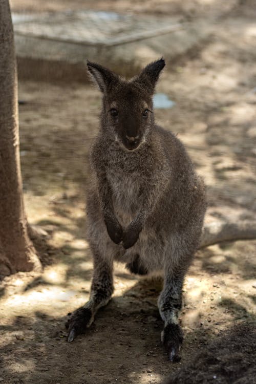 Gratis stockfoto met aarde, baby kangaroo, detailopname