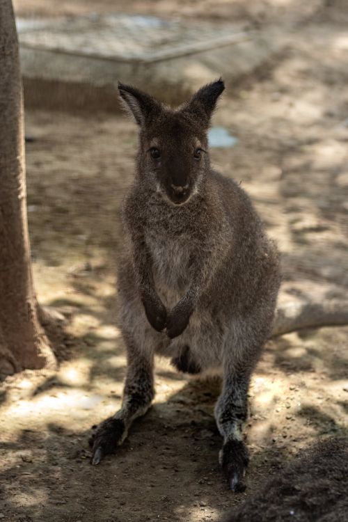 Free Close-up of a baby kangaroo standing in sunlight at a wildlife reserve. Stock Photo