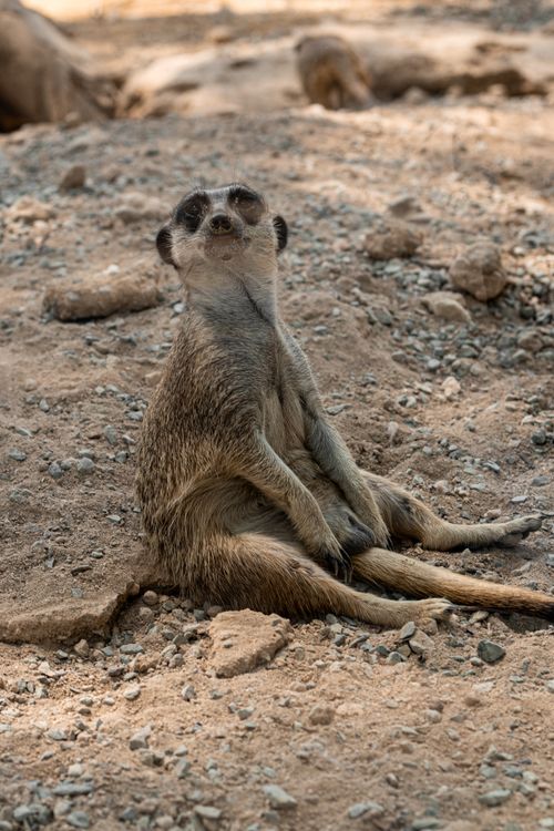 Free Close-up of a meerkat sitting on sandy ground in a park, showcasing natural wildlife behavior. Stock Photo
