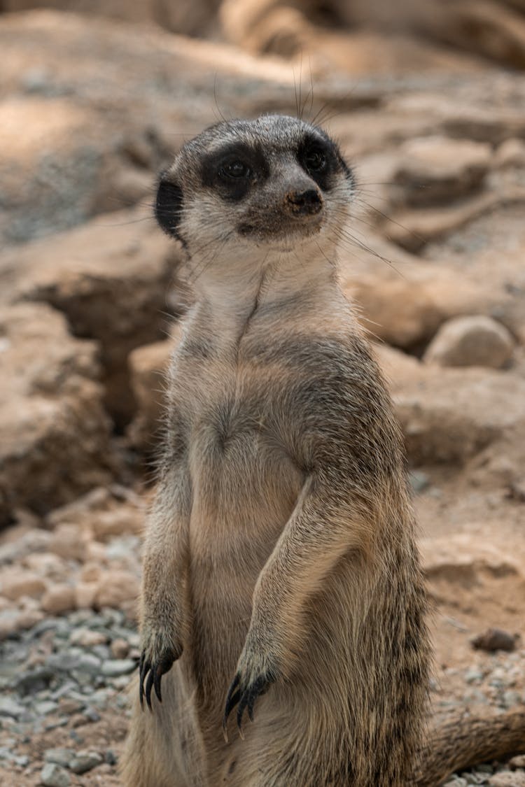 Meerkat On A Desert 