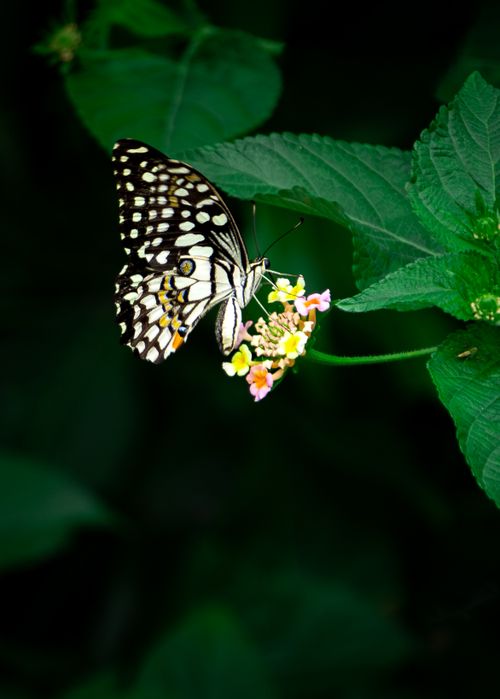Free A stunning butterfly with colorful wings on a vibrant flower, set against lush green leaves in Visakhapatnam, India. Stock Photo