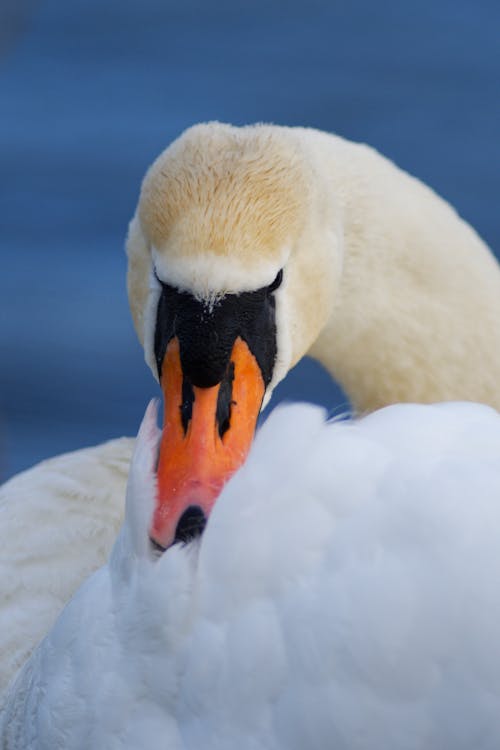 Close-up of a Swan 