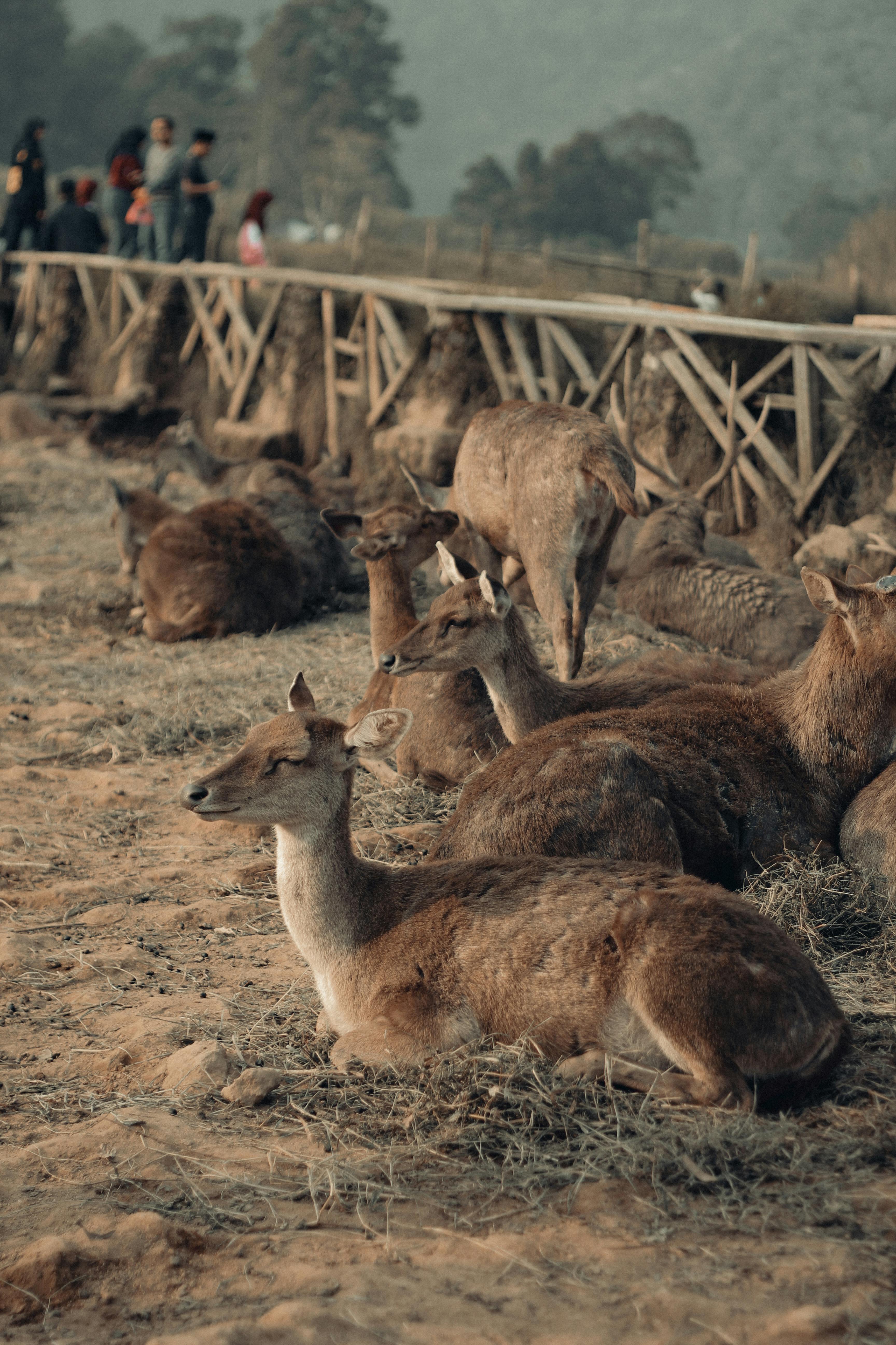 grátis Foto profissional grátis de animais, animais selvagens, ao ar livre Foto profissional