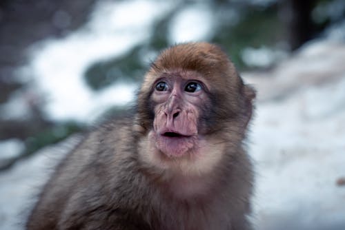 Close-up of a Monkey 