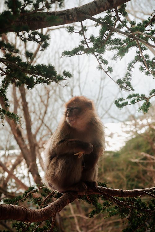Monkey Sitting on a Branch 