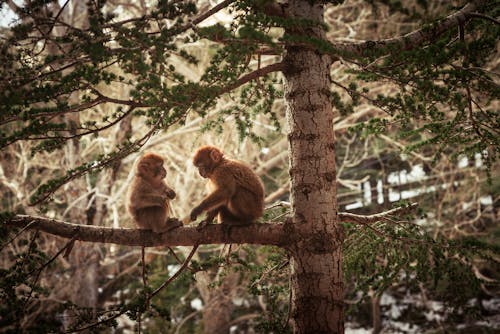 Two Small Monkeys Sitting on a Tree Branch 