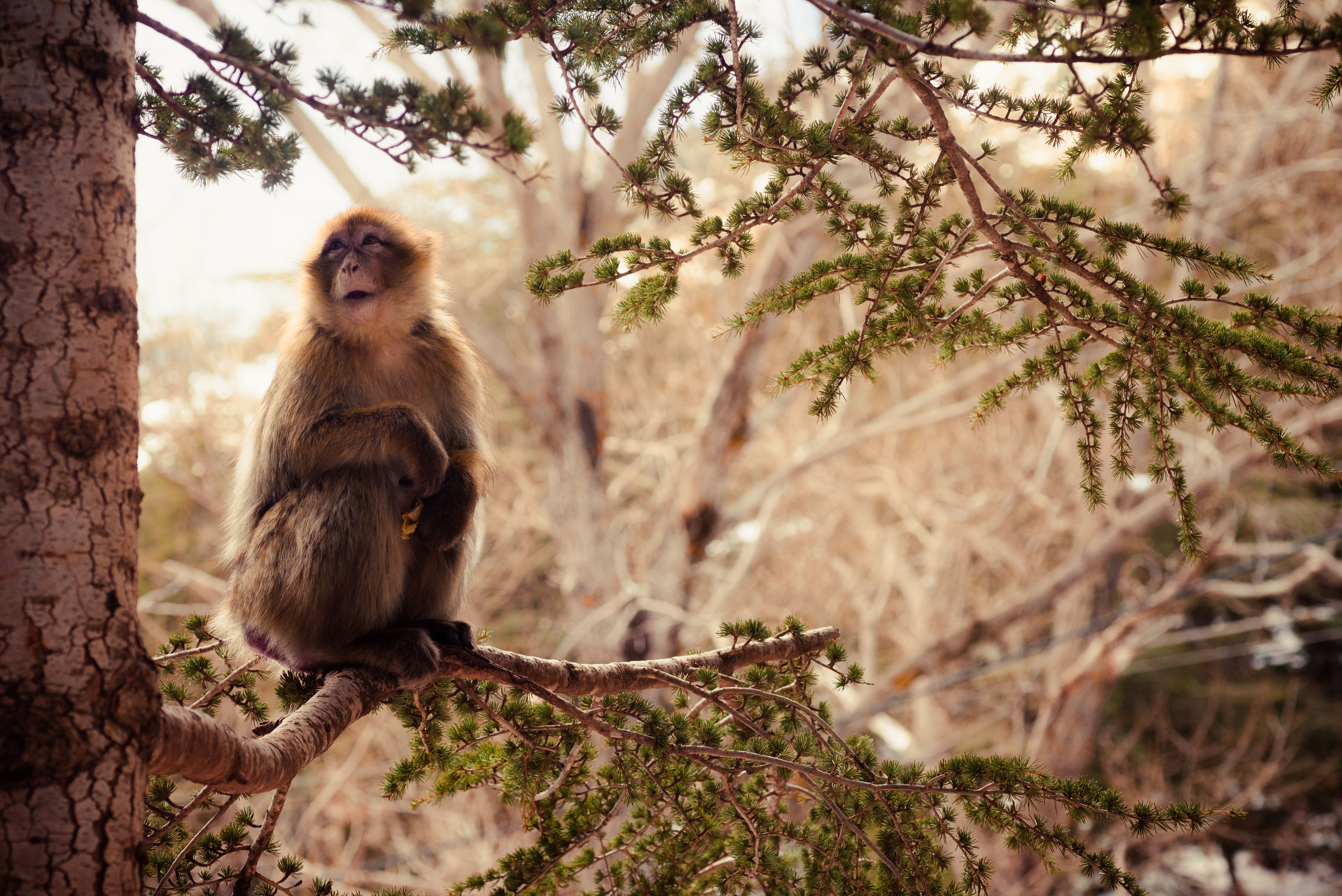 Barbary macaque sitting on a tree branch amidst a vibrant Cedar forest in Bouira, Algeria.