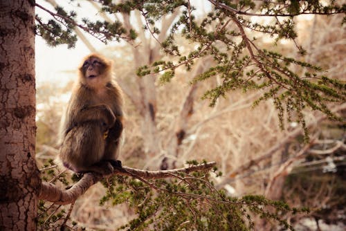 Close-up of a Monkey Sitting on a Tree