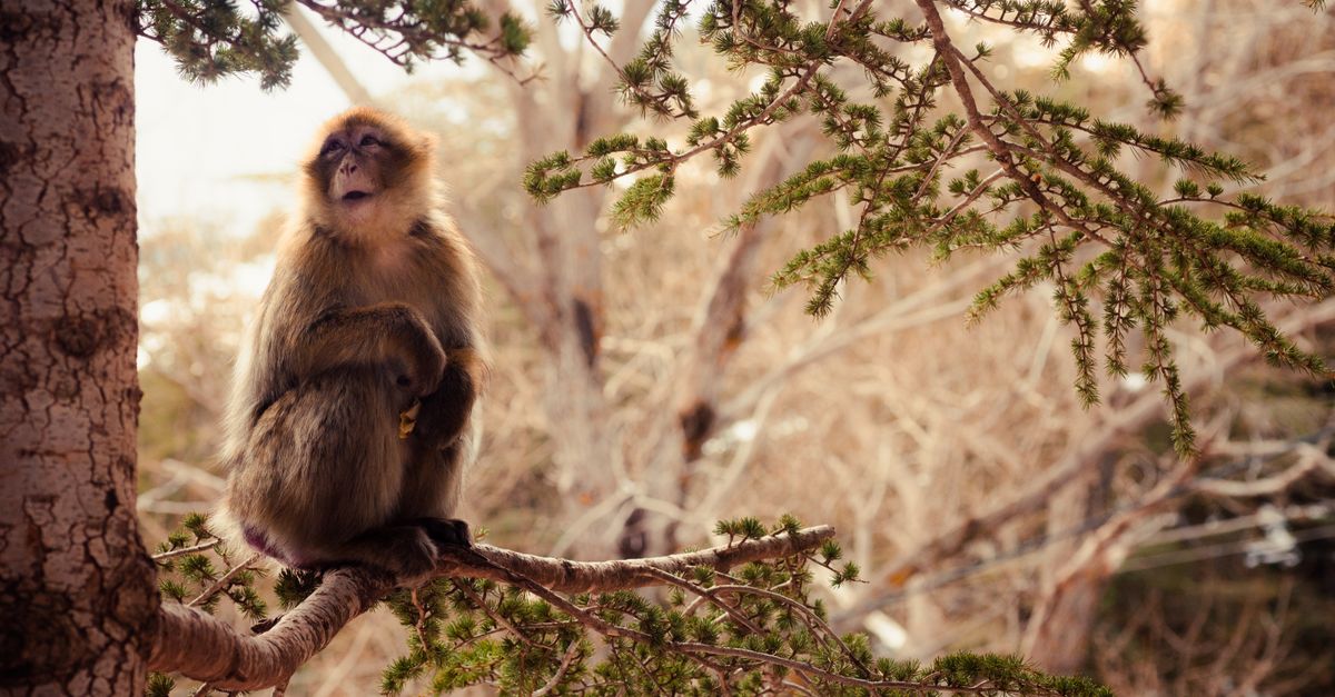 Barbary macaque sitting on a tree branch amidst a vibrant Cedar forest in Bouira, Algeria.