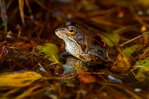 カエル, 動物の写真, 地面の無料の写真素材