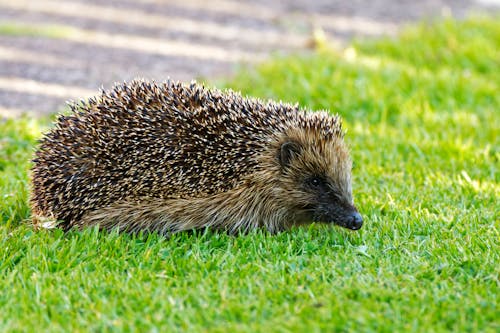 Free Close-up of a Hedgehog on the Grass Stock Photo