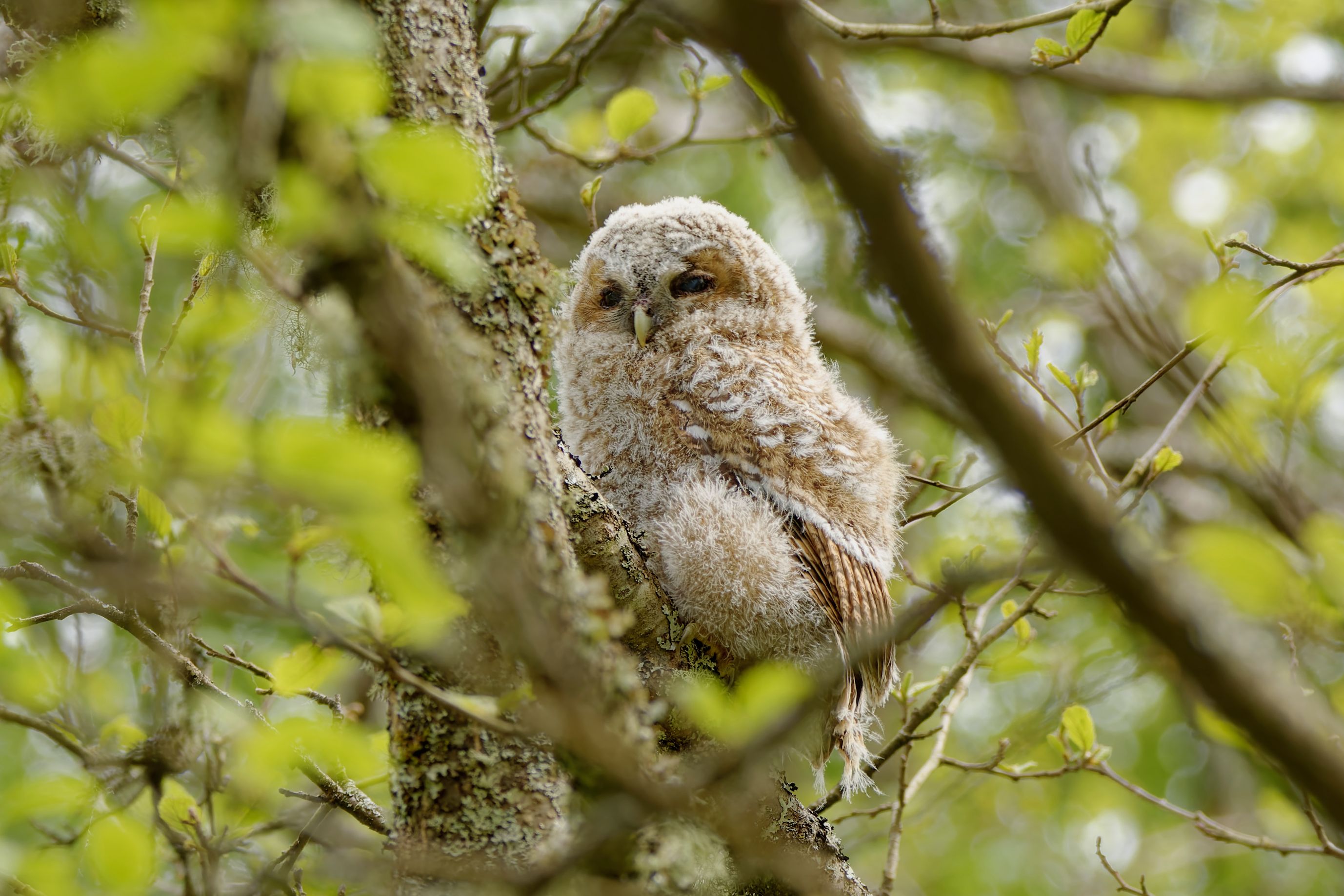 Camouflage Owl Photos, Download The BEST Free Camouflage Owl Stock