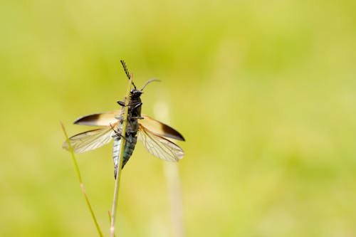 곤충, 동물 사진, 벌레의 무료 스톡 사진