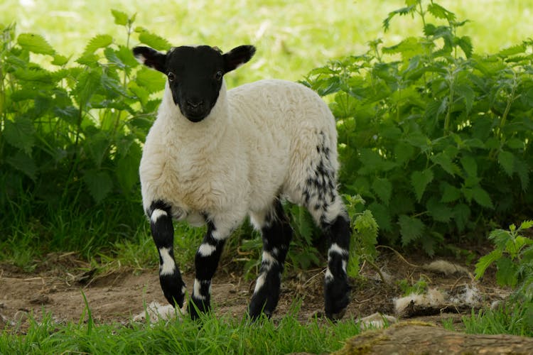 Lamb Near Plants