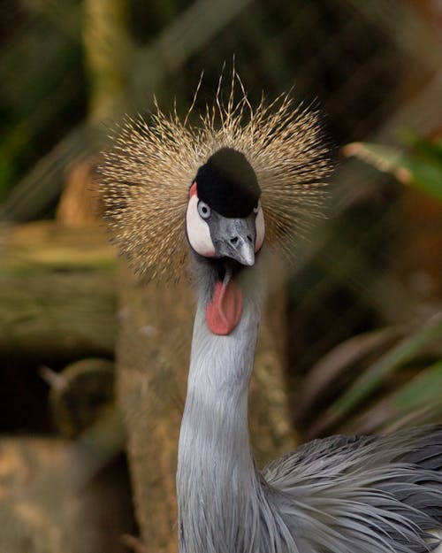 Close up of Grey Crowned Crane