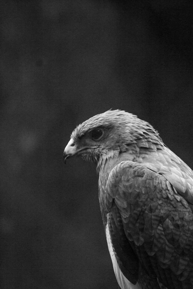 Hawk In Black And White