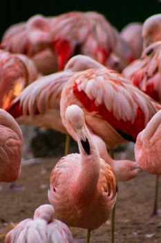 A stunning group of flamingos in their natural environment, showcasing vivid pink tones and graceful postures.