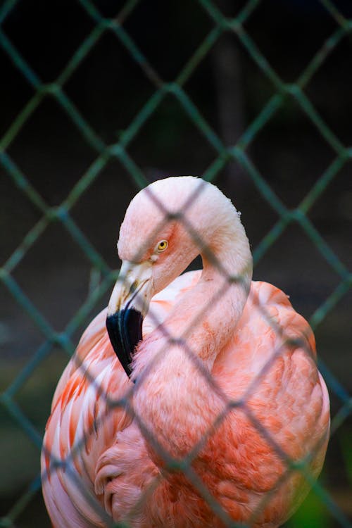 Flamingo behind Fence