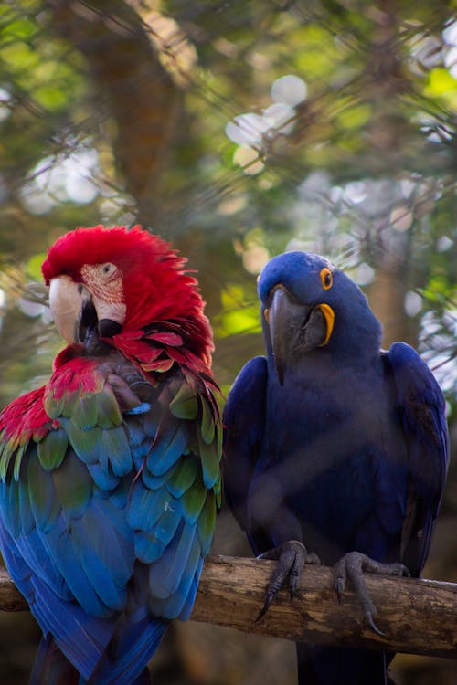 Macaws Perching on Branch in Cage