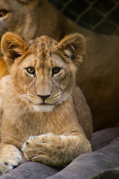 Free Adorable close-up of a lion cub resting, showcasing its beautiful tawny coat and striking eyes. Stock Photo