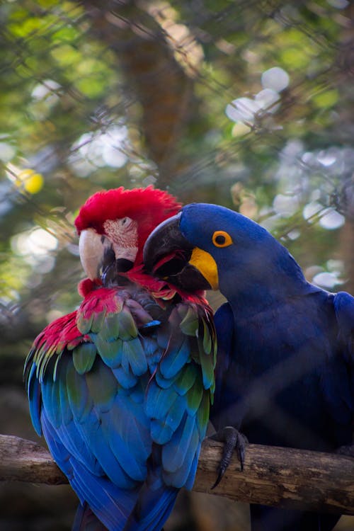 Colorful Macaw Parrots