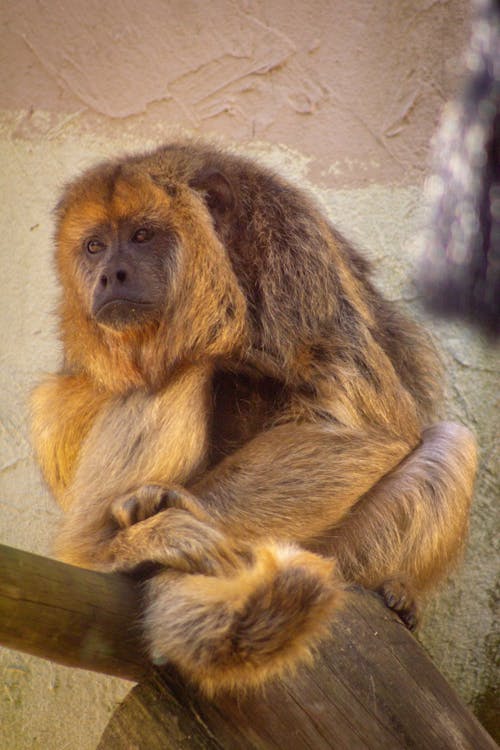 Close up of Sitting Monkey