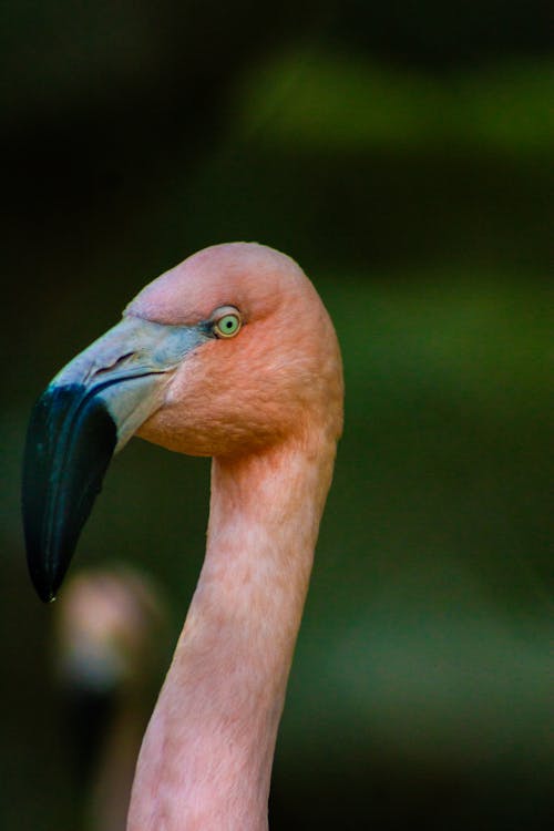 Head of Flamingo 