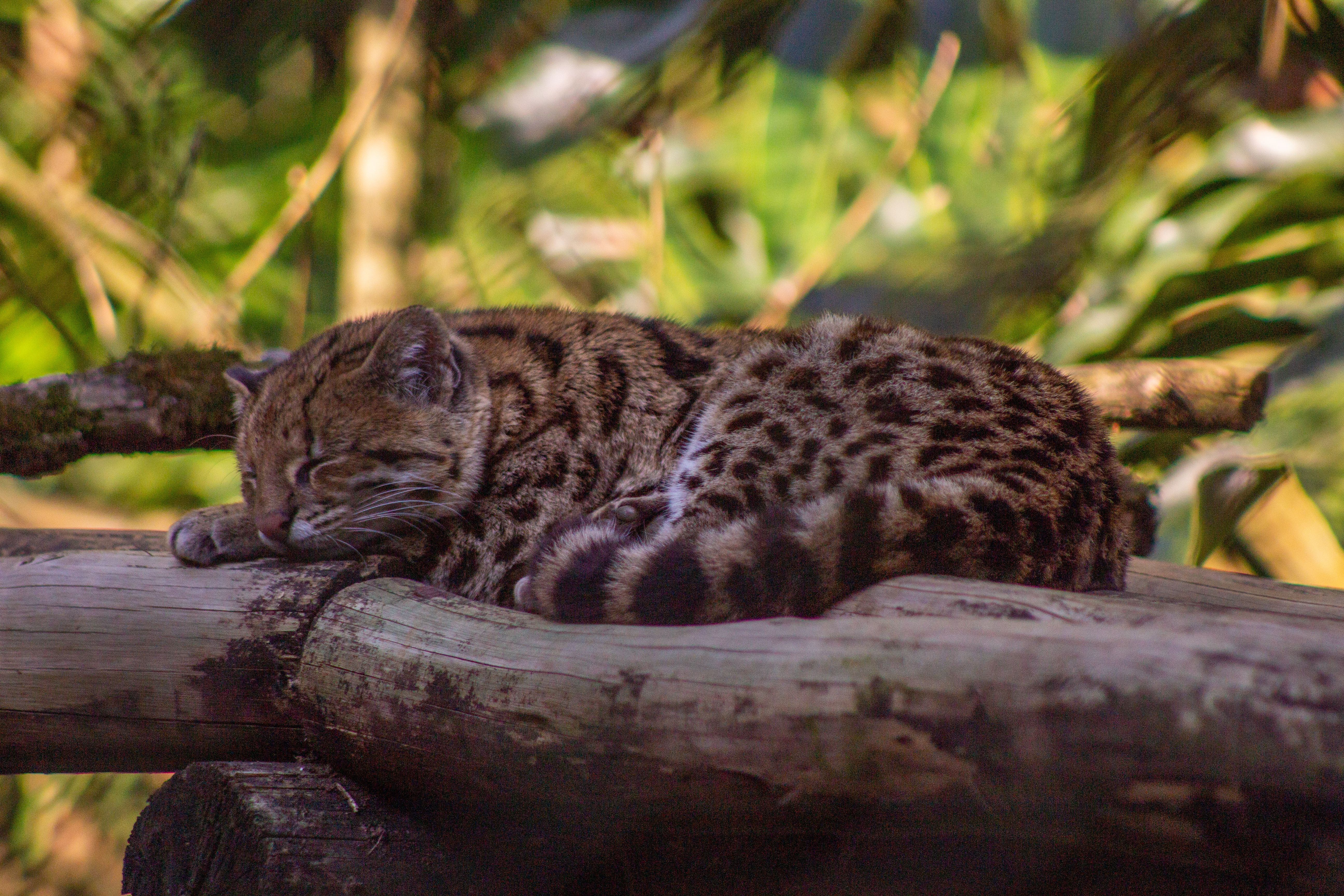 First New Wild Cat Species in a Century Found in Bolivia