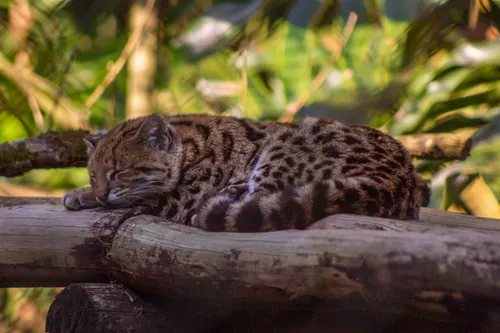 First New Wild Cat Species in a Century Found in Bolivia