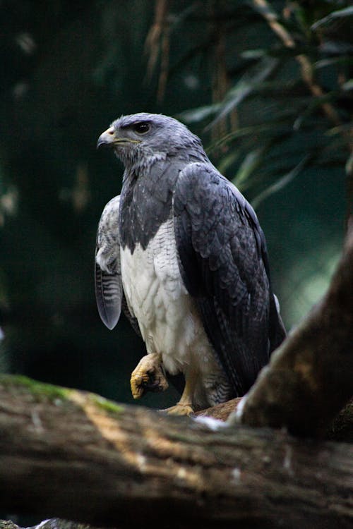 Black-chested Buzzard-eagle in Nature