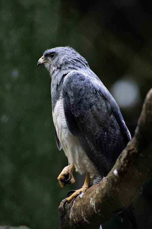 An Eagle Sitting on a Tree Branch 