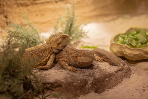 Couple of Lizards