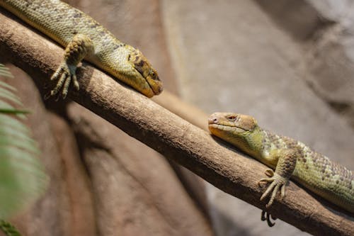 Lizards Together on Branch