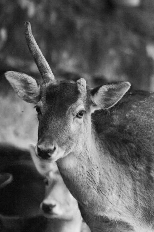 Deer with Broken Antler in Black and White