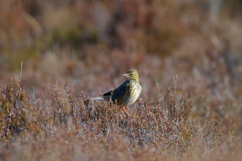 Small Robin Bird on Ground