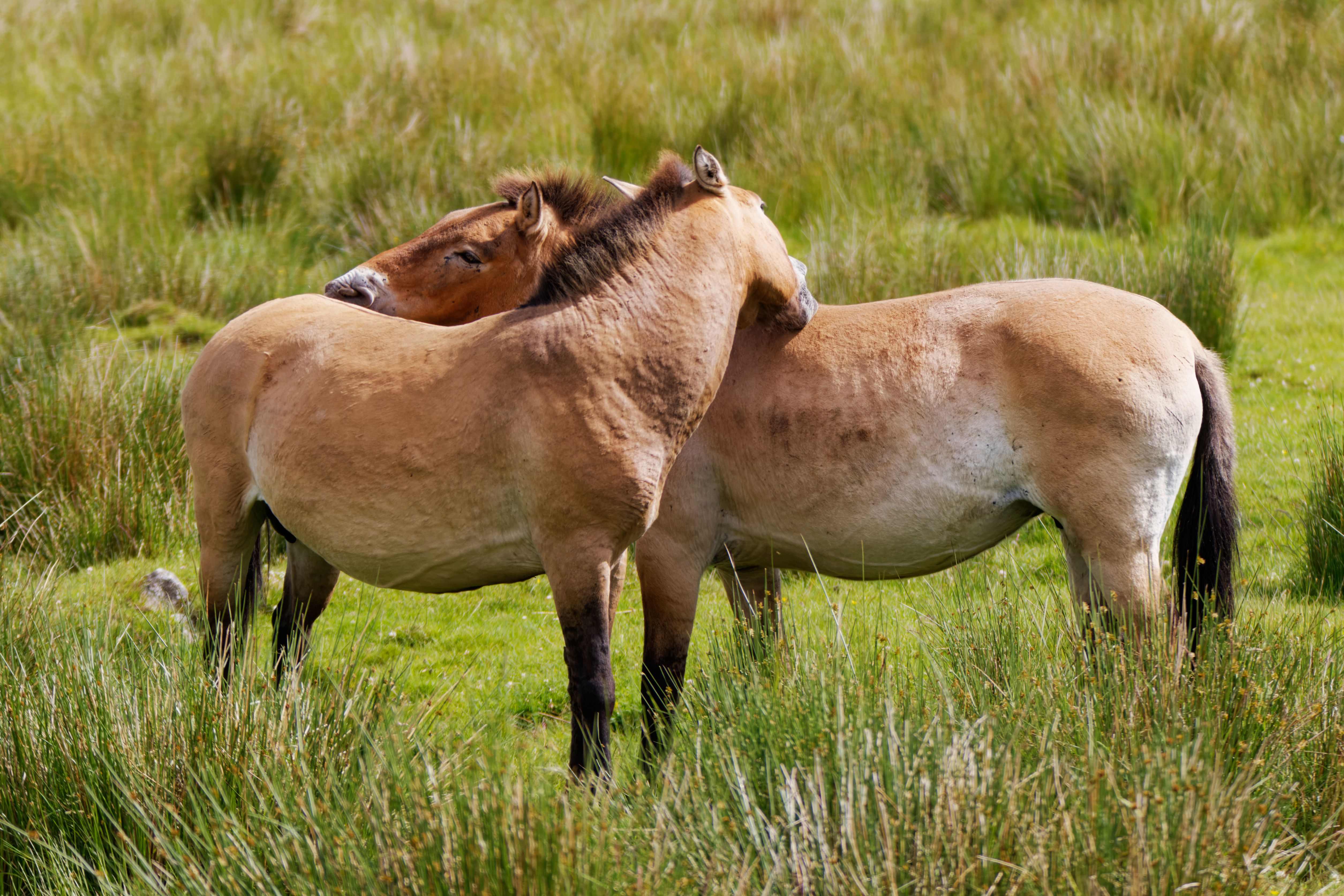 Black Brown and White Horses on Green Grass · Free Stock Photo