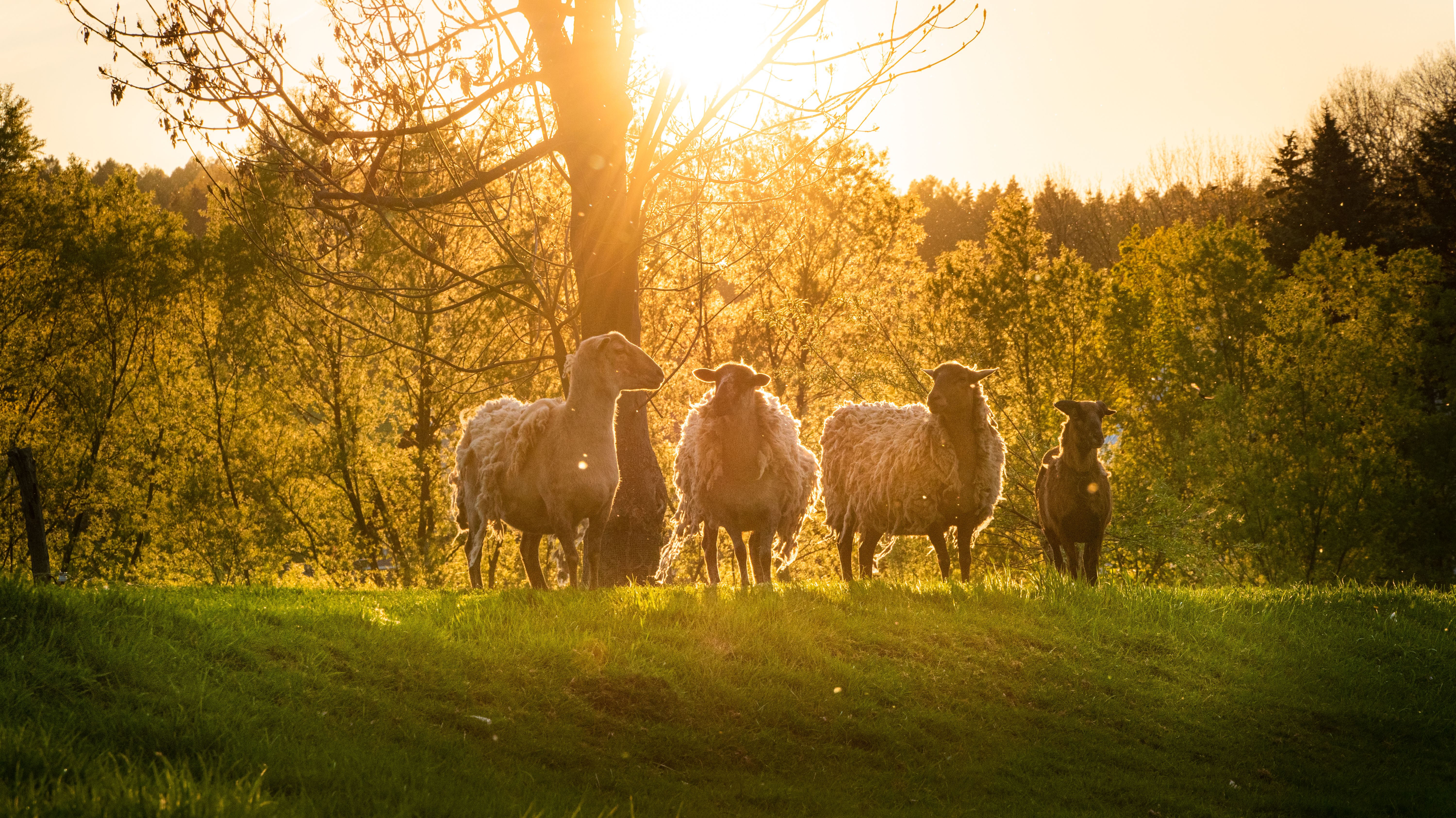 Sheep in a grassy field at sunset with golden light in Bernsdorf, Germany.