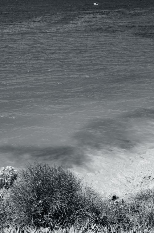Free A serene grayscale photo of the Albufeira coast with ocean and plants. Stock Photo