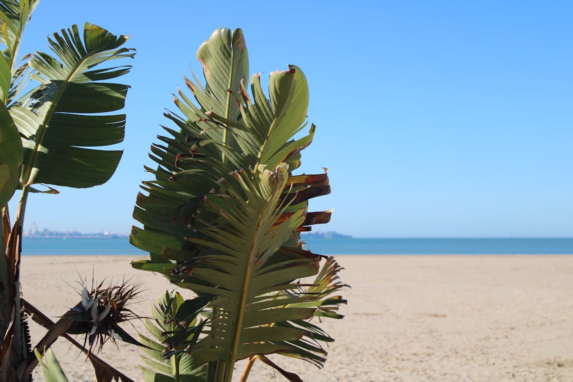 playa de Valdelagrana